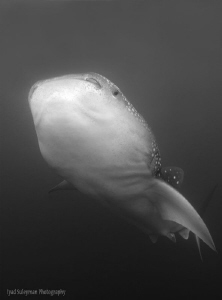 Whale Shark in Black and White by Iyad Suleyman 
